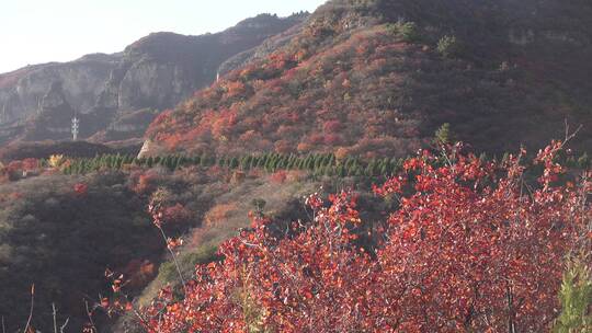 彩色的山林秋风红叶