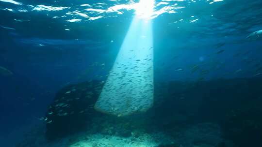 4k阳光透过海面大海里的鱼群海洋生物