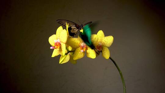 黄色花朵上的两只蝴蝶