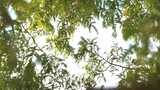 杉树绿叶透光枝叶摇曳夏日树荫阳光斑驳高清在线视频素材下载