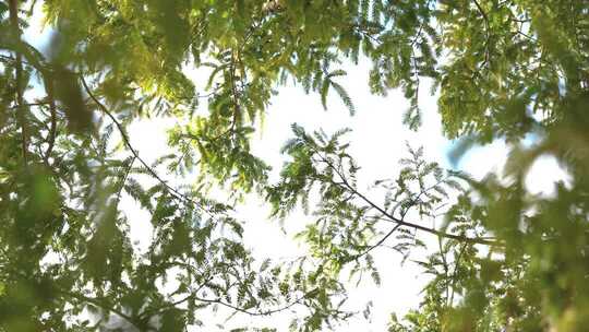 杉树绿叶透光枝叶摇曳夏日树荫阳光斑驳