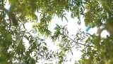 杉树绿叶透光枝叶摇曳夏日树荫阳光斑驳高清在线视频素材下载