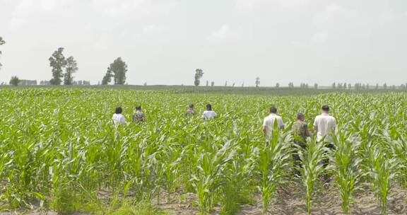 农艺师农学家分析观察种植园中的玉米地