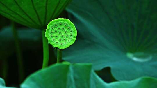 夏季下雨天荷花荷叶雨滴水滴水珠