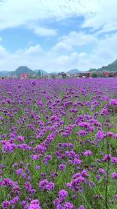 心怀闲适，从容度日，且与山水共清欢