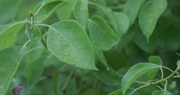 意境实拍大自然水森林雨滴森林下雨河流山水