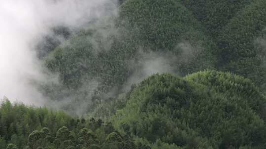 平塘马安竹海航拍