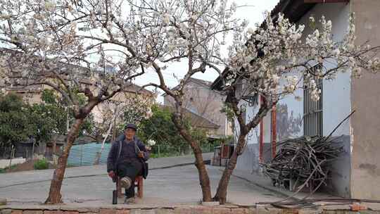 相机高清摄乡村屋前樱桃树下的农民老汉5