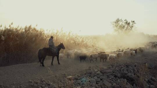 牧羊人骑着马放羊视频素材模板下载