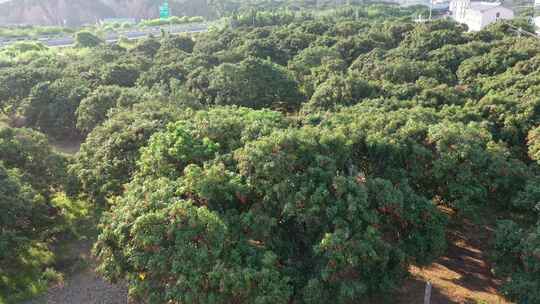 荔枝种植地航拍