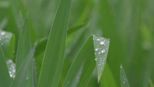 小草雨滴