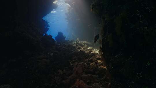 海洋，洞穴，水下，海洋生物