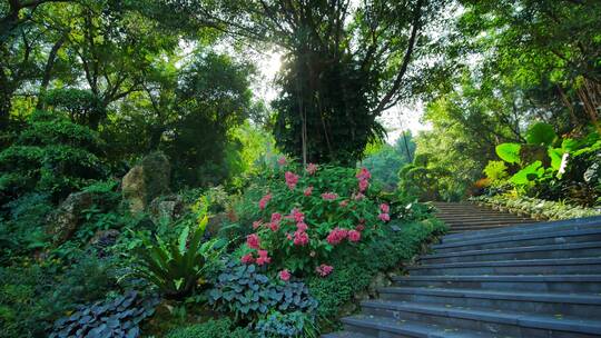 南宁青秀山荫生植物园