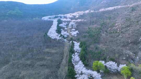 邹平樱花山