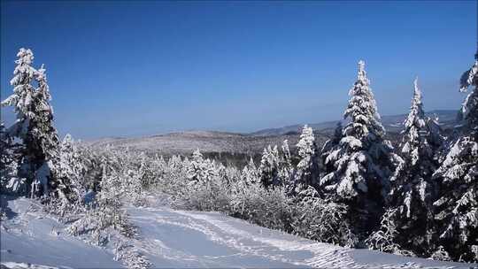 冬天山顶上的雪松树