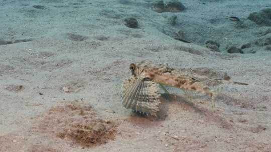 飞行Gurnard，海洋，水下，海底