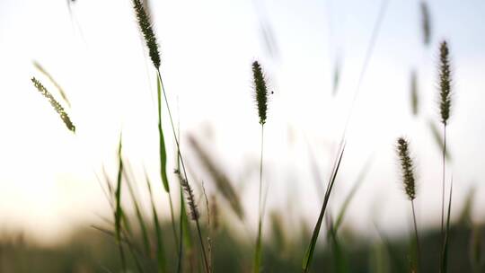 狗尾巴草在风中摇曳