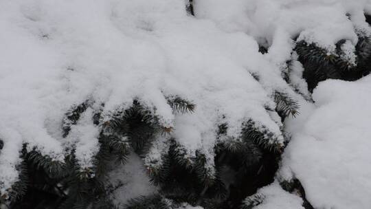 落在花园上的厚厚的雪