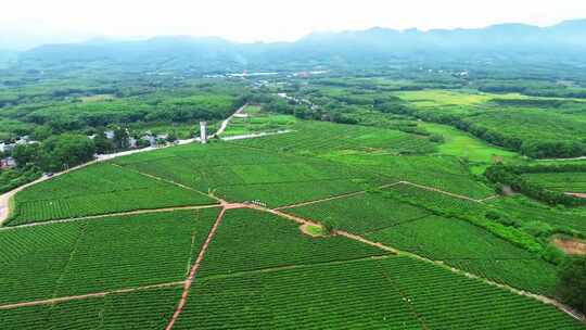 茶山茶园绿茶春茶茶叶采茶