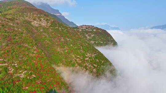 重庆巫山三峡红叶美景