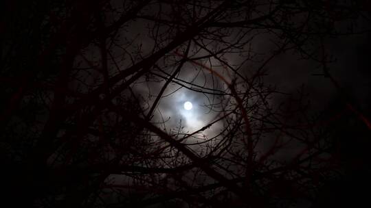 透过森林看到的云朵与月亮  晚上的月亮视频素材模板下载