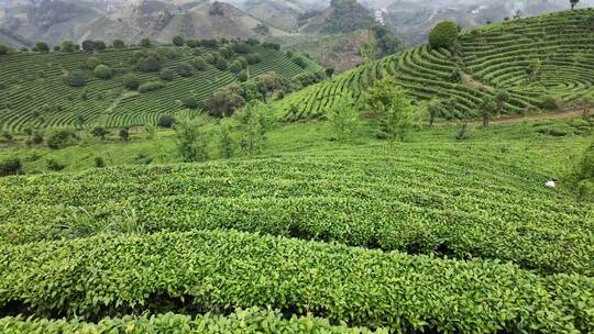 茶叶茶园茶场航拍