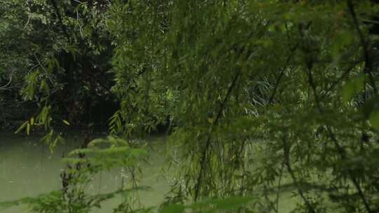 成都湿地白鹤高清实拍视频