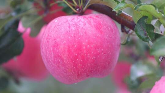 苹果 苹果树 丰收