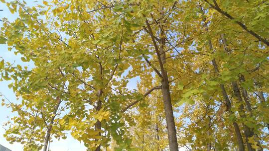 丰收秋天美丽银杏树