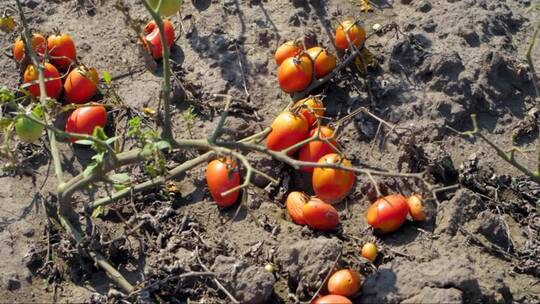 番茄作物的死亡干旱和酷热毁坏了植物
