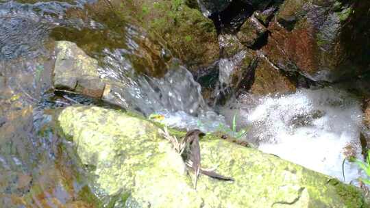 河边流水河流河水小溪山泉泉水水流升格美景