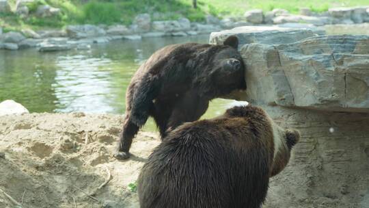 棕熊在岩石上蹭痒