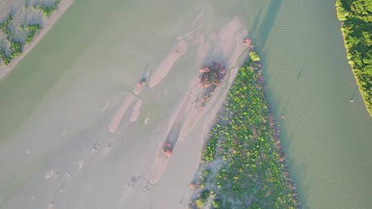 广东深圳河深圳湾红树林湿地航拍空镜素材