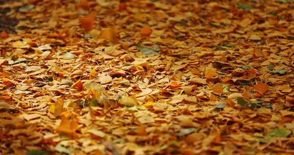 秋天微风吹动满地的银杏叶