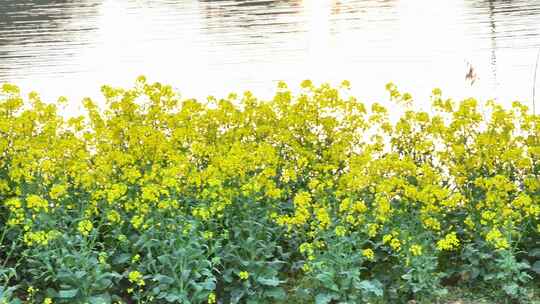 航拍乡镇农村油菜花花海池塘夕阳镜花水