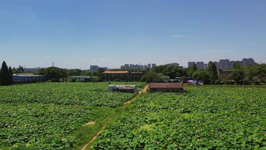 荷花种植基地航拍视频素材模板下载