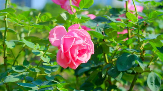 春天 玫瑰花 月季花 花朵 鲜花 花园 春天