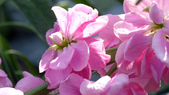 紫罗兰花柱花卉花朵植物绿化园林景观花草04