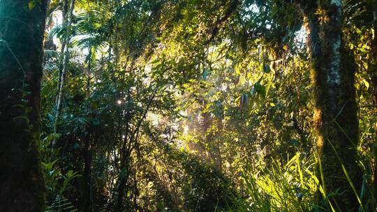 4k阳光透过森林