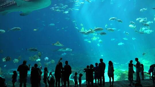 游客们在水族馆看鲨鱼视频素材模板下载