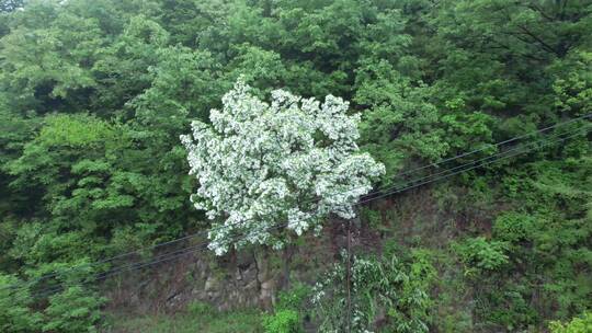 山沟里的流苏茶树航拍