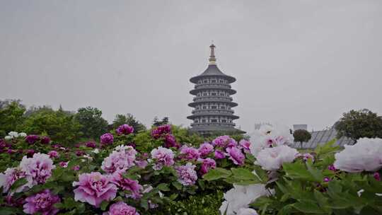 洛阳牡丹花都应天门天堂明堂鲜花盛开