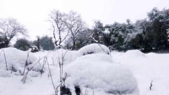 落雪，篱笆，树