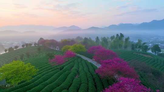 福建龙岩永福樱花茶园