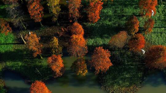 航拍秋季红色水上森林视频素材模板下载