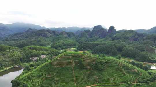 茶园 采茶 茶园空景航拍视频素材模板下载