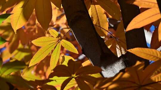 秋季树叶特写自然景观素材