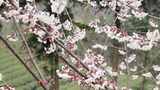 春天阳光下的樱花花朵高清在线视频素材下载
