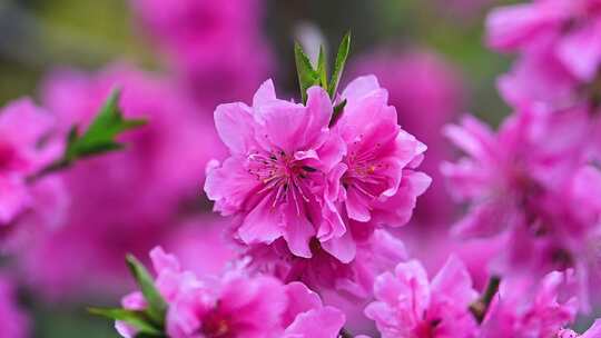 春天盛开粉色樱花