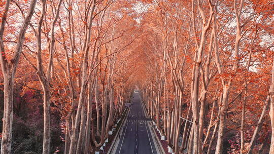 秋天的南京梧桐大道